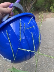 Paspalum langei