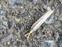 Agriphila vulgivagellus