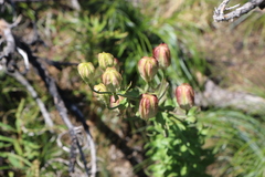 Lilium washingtonianum