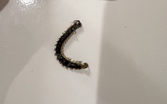 Hemiscolopendra marginata