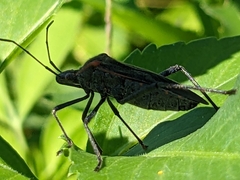 Phthiacnemia picta