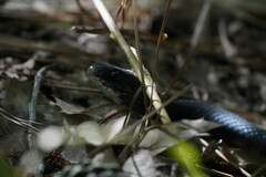 Coluber constrictor constrictor