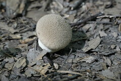 Lycoperdon echinatum