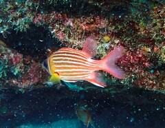 Sargocentron hastatum