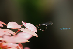 Prodasineura autumnalis