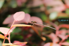 Prodasineura autumnalis