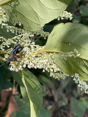 Sphex nudus