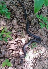 Coluber constrictor priapus