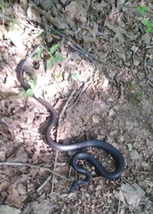 Coluber constrictor priapus