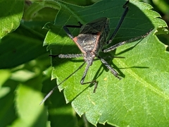 Phthiacnemia picta