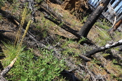 Xerophyllum tenax