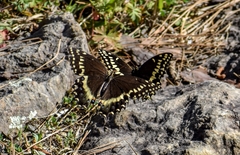 Papilio palamedes