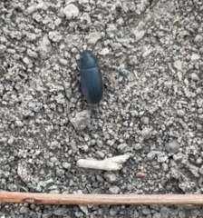 Tenebrioninae