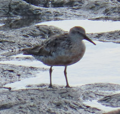 Calidris canutus