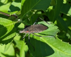 Phthiacnemia picta