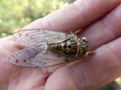 Cicada orni
