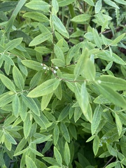 Apocynum cannabinum