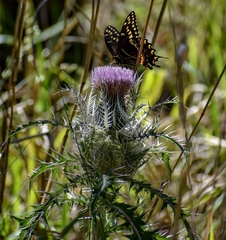 Papilio palamedes