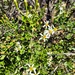 Olearia macdonnellensis - Photo 由 rachbaxter 所上傳的 (c) rachbaxter，保留部份權利CC BY-NC