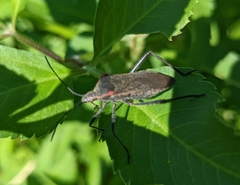 Phthiacnemia picta