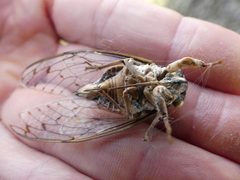 Cicada orni