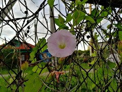 Calystegia sepium spectabilis