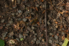 Vespula