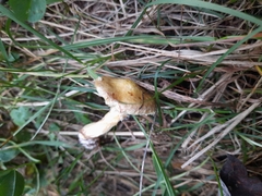 Suillus sibiricus