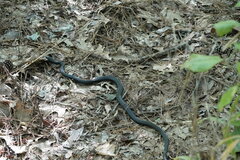 Coluber constrictor constrictor