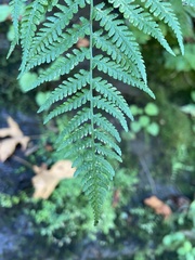 Athyrium