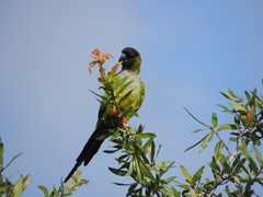 Aratinga nenday