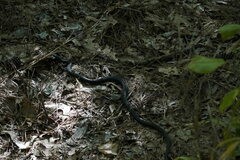 Coluber constrictor constrictor