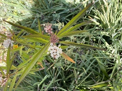 Asclepias