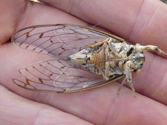 Cicada orni