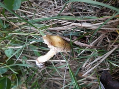 Suillus sibiricus