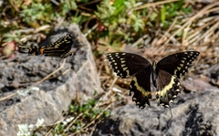Papilio palamedes