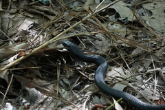 Coluber constrictor constrictor