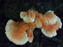 Laetiporus