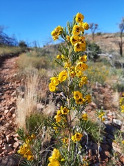 Senna artemisioides