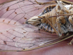 Cicada orni