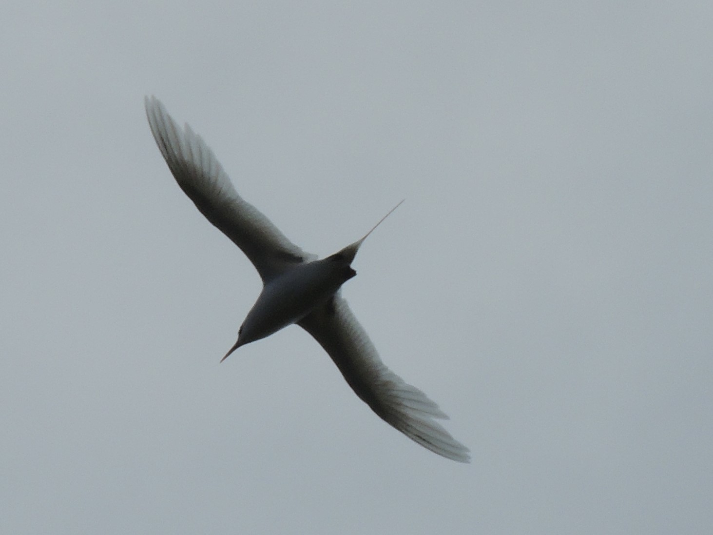 Red-tailed Tropicbird