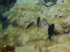 Chromis chromis