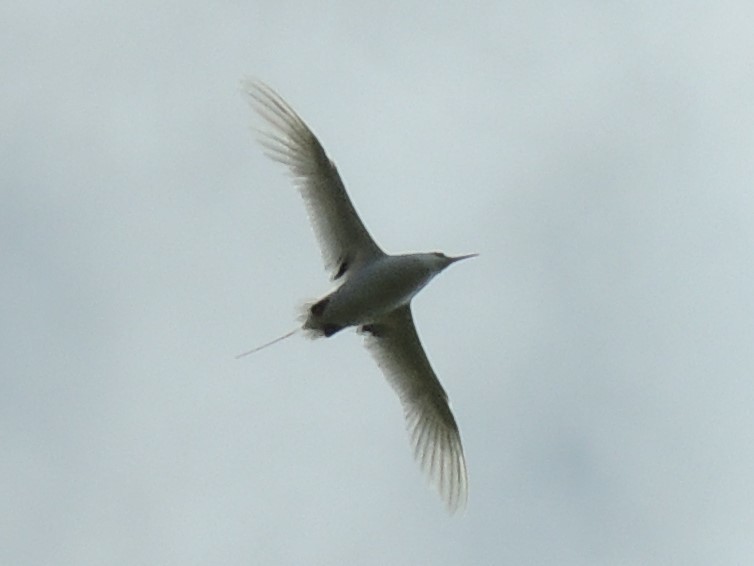 Red-tailed Tropicbird