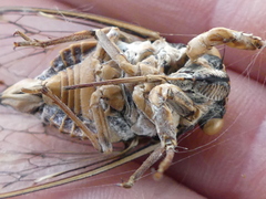 Cicada orni