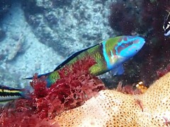 Thalassoma pavo