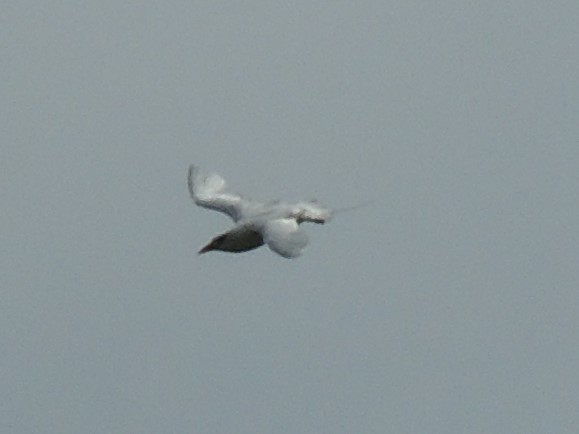 Red-tailed Tropicbird