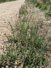 Bassia scoparia