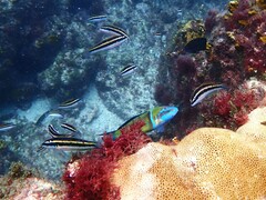 Thalassoma pavo