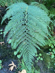 Athyrium
