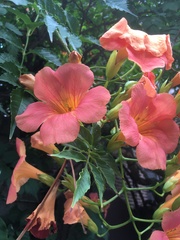 Campsis grandiflora